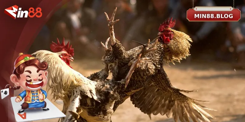 Những bí quyết chơi đá gà trăm trận trăm thắng